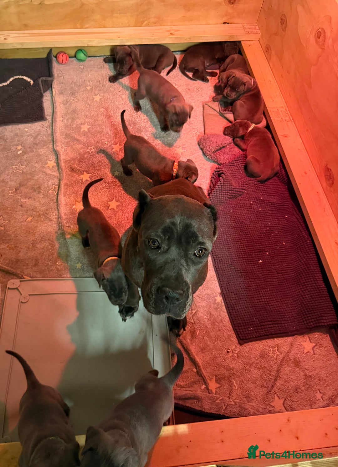 Cane Corso dogs for sale: 💎STUNNING Cane corso puppies 💎 - Image 2