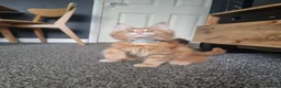 Maine Coon cats for sale: TICA REG. MAINE COON KITTENS  - Advert 26
