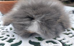 Angora rabbits for sale: TEDDYWIDDER BABIES  - Advert 7