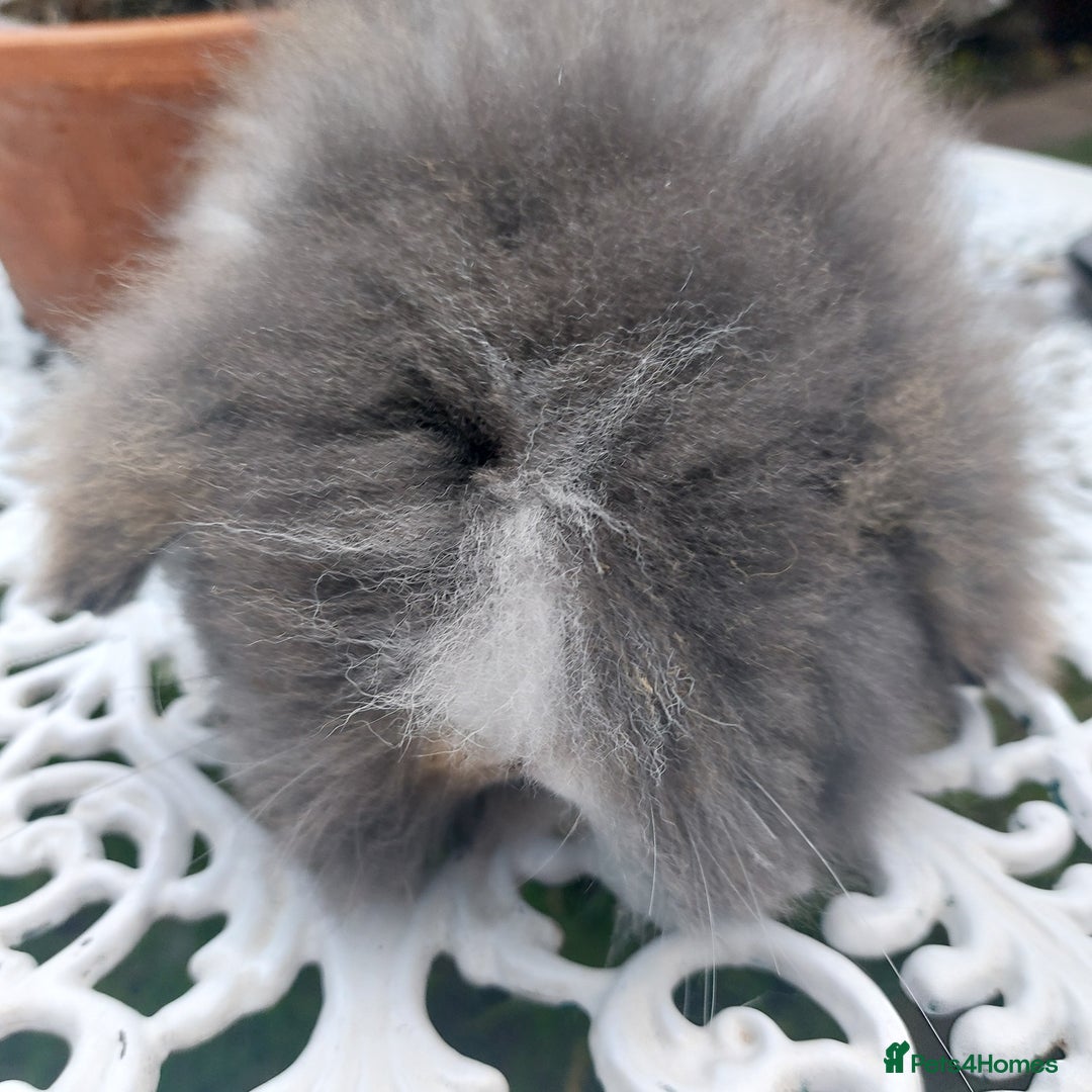 Angora rabbits for sale: TEDDYWIDDER BABIES  - Advert 7