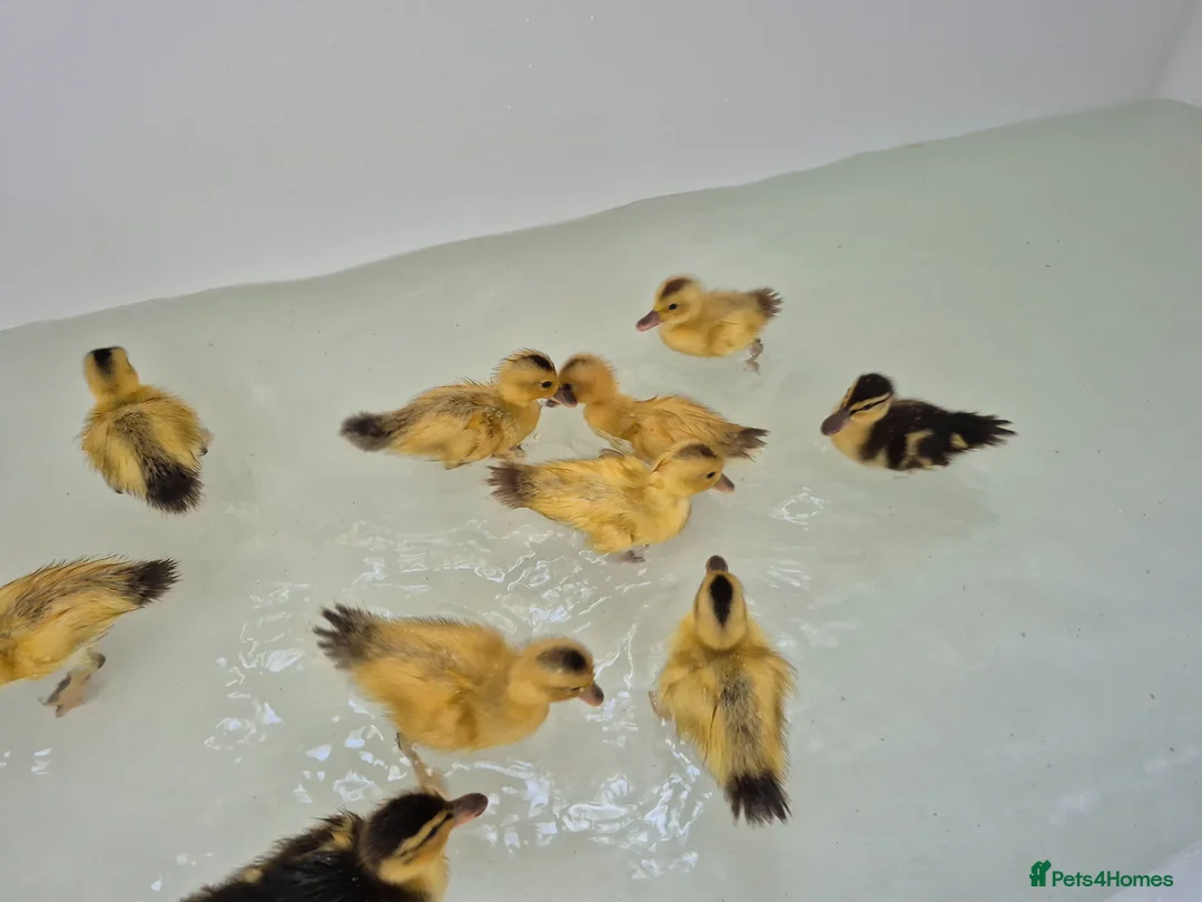 Ducks poultry for sale: Adorable, hand-raised pet ducklings!  - Advert 7