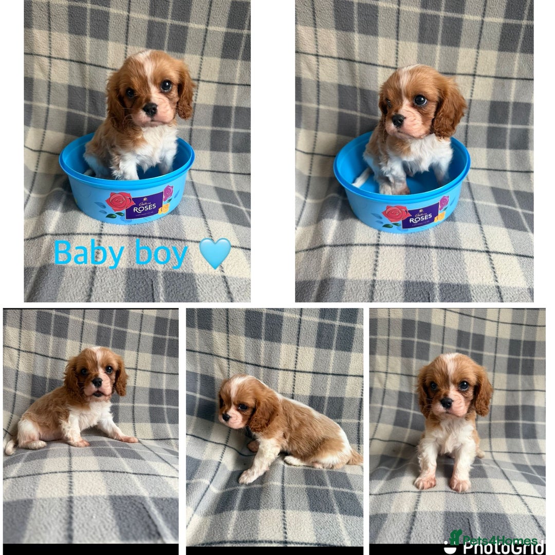 Cavalier King Charles Spaniel dogs for sale: Cavalier King Charles spaniel puppy - Advert 1