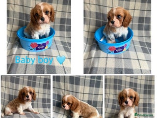 Cavalier King Charles Spaniel dogs Cavalier King Charles spaniel puppy - Advert 2