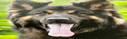 German Shepherd dogs for sale: German Shepherd puppies - Advert 4
