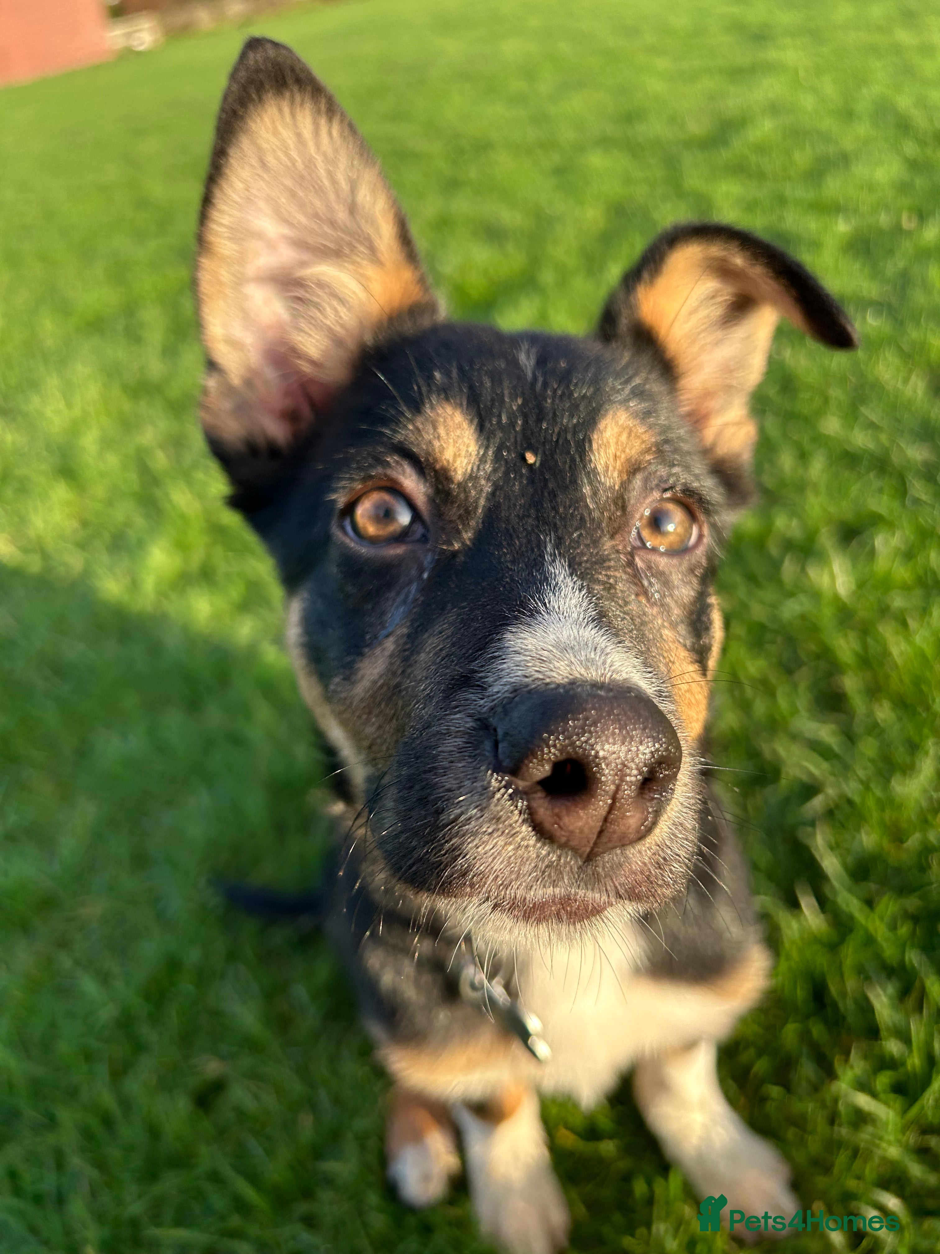 Mixed Breed dogs Angus - Advert 1