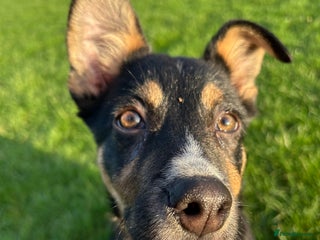 Mixed Breed dogs Angus - Advert 1