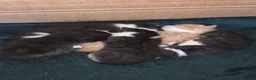 Mixed Breed cats for sale: 3 female kittens  in Gateshead - Advert 7