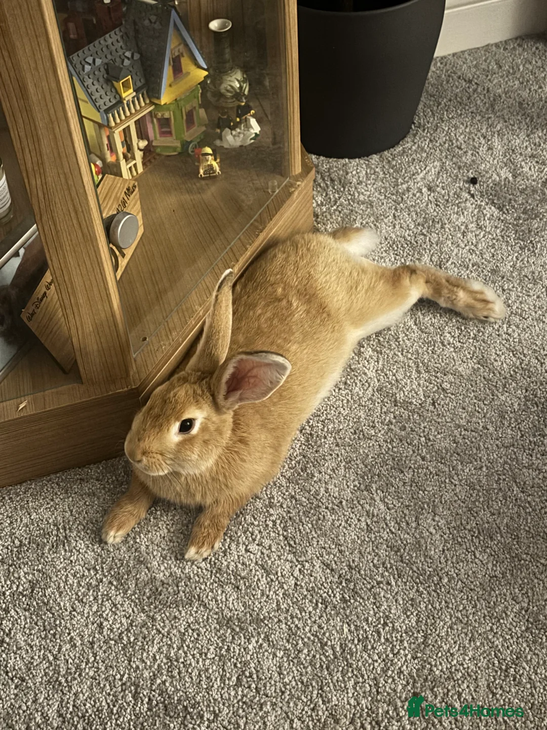 English rabbits for sale: Teddy and Todd - Advert 5