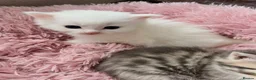 Turkish Angora cats for sale: Four Adorable Kittens!  - Advert 5