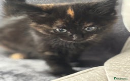 Maine Coon cats for sale: Unique 1/2 Maine Coone Kittens x 4  - Image 15