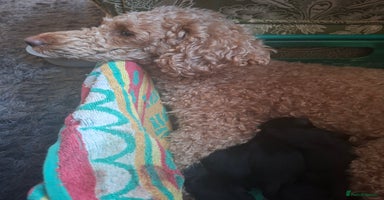 Mixed Breed dogs - Advert 13