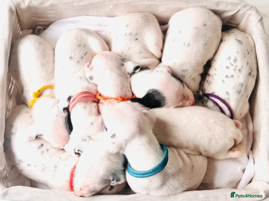 Dalmatian dogs for sale: Beautiful KC Registered Dalmatian Puppies - Advert 14