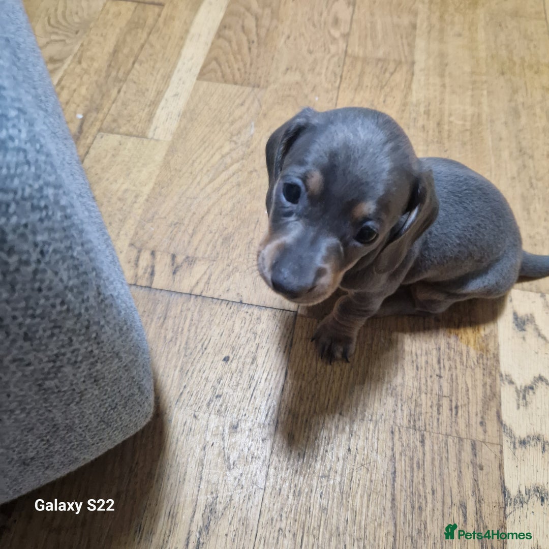 Dachshund dogs for sale: Dachshund puppies  in Driffield - Image 10