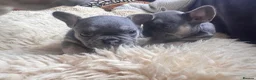 French Bulldog dogs for sale: 1 Female pedigree French bulldog puppy  - Advert 12