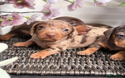 Miniature Dachshund dogs for sale: Miniature Daschund KC. PRA-OI-CRD-PRA-NCL - Image 11