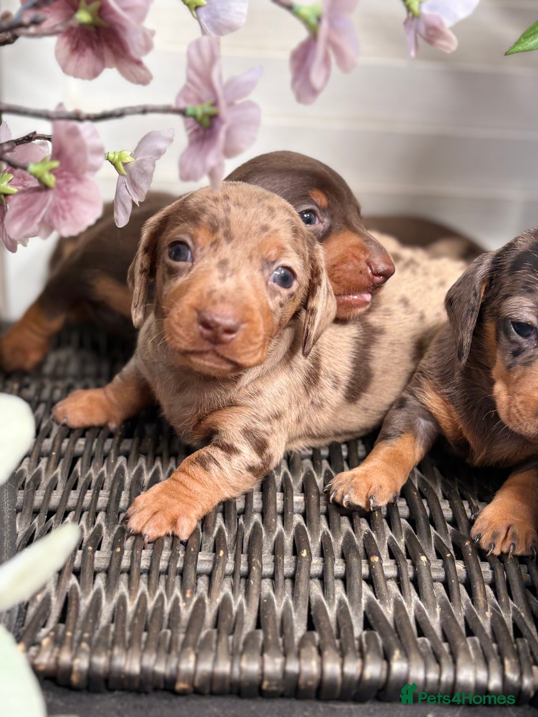 Miniature Dachshund dogs for sale: Miniature Daschund KC. PRA-OI-CRD-PRA-NCL - Image 11
