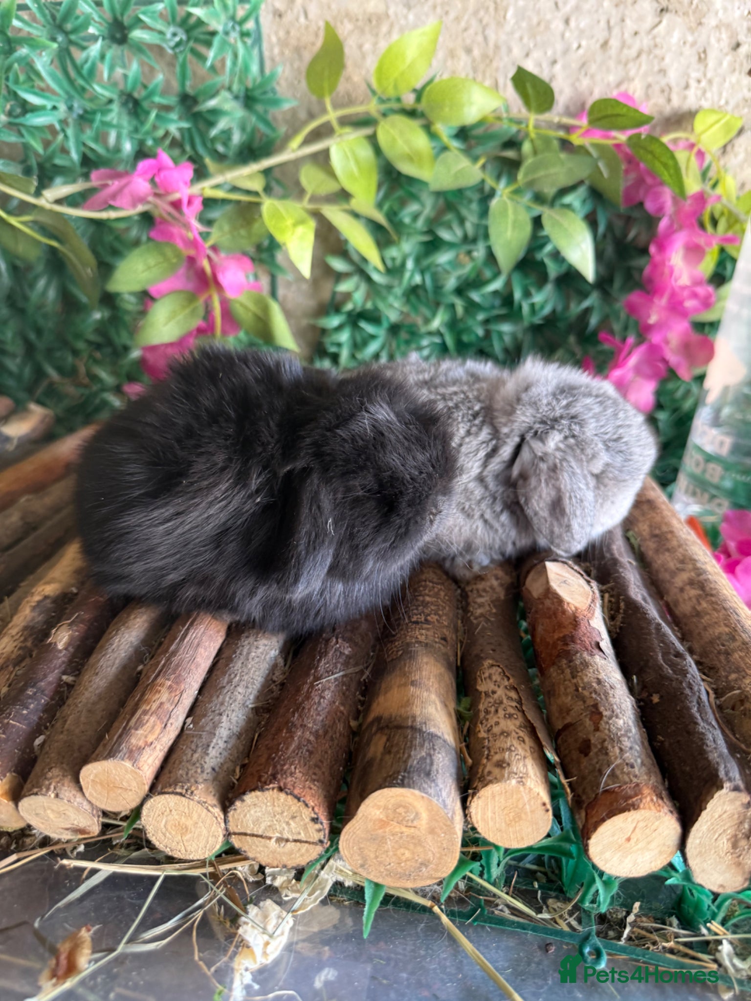 Mini Lop rabbits Top quality BRC mini lops - Advert 21