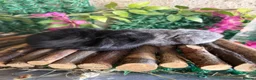 Mini Lop rabbits for sale: Top quality BRC mini lops - Advert 1