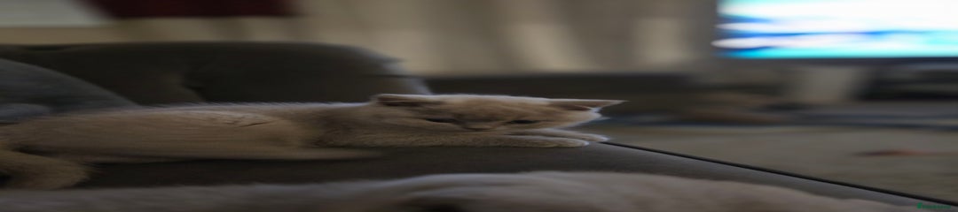 British Shorthair Kitten 4