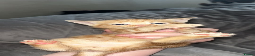 Mixed Breed Kitten 3