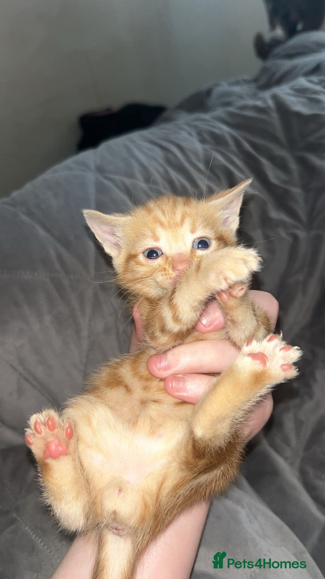 Mixed Breed cats for sale: Kittens  - Image 3