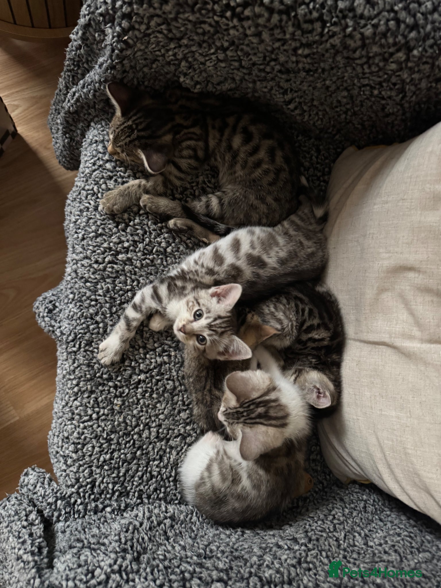 Bengal cats Soft fluffy bengals - Advert 2