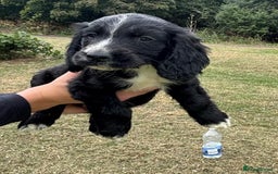 Cocker Spaniel dogs for sale: Cocker Spaniel Puppies  - Image 3