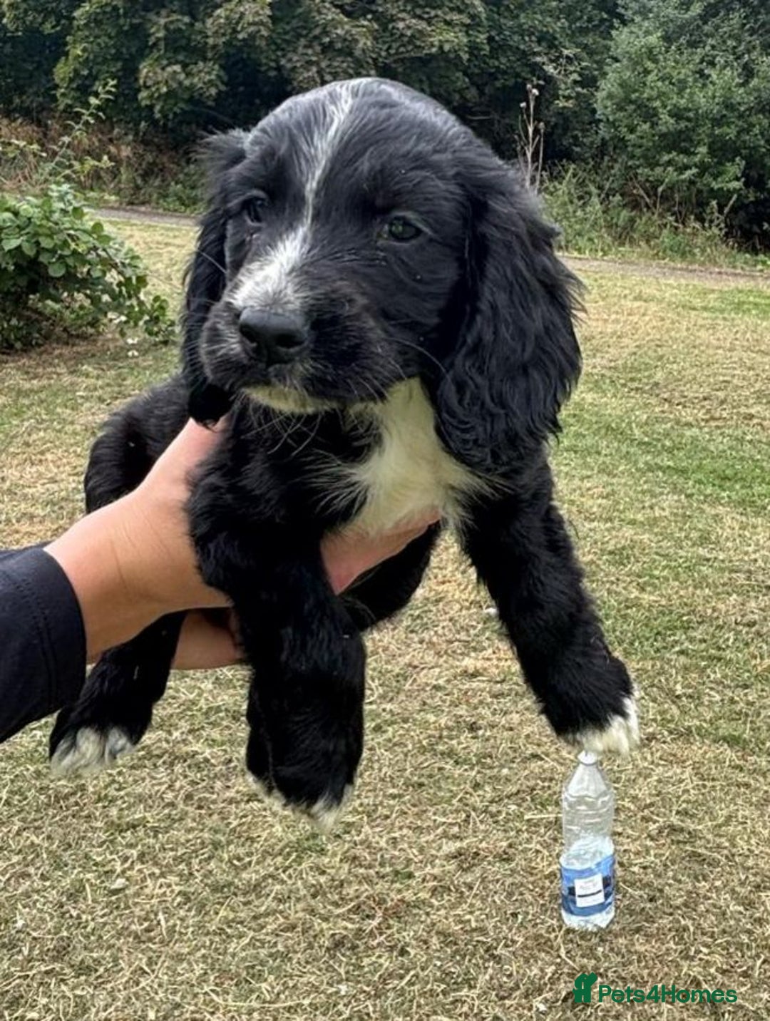 Cocker Spaniel dogs for sale: Cocker Spaniel Puppies  - Image 3