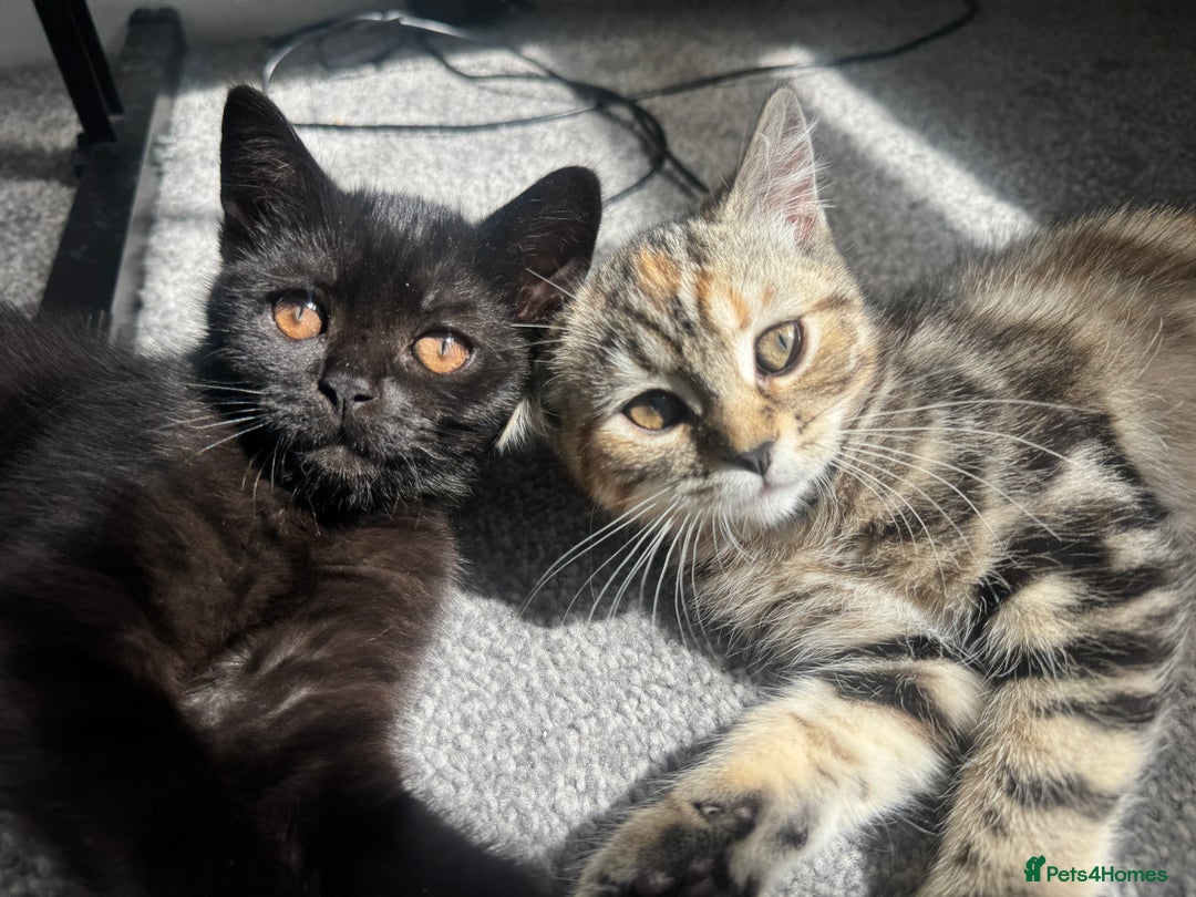 Persian cats for sale: TWO 15 WEEK KITTIES NEED REHOMING TOGETHER (M&F) in Maidstone - Image 16