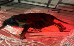 Rottweiler dogs for sale: Chunky Rottweiler pups  - Image 10