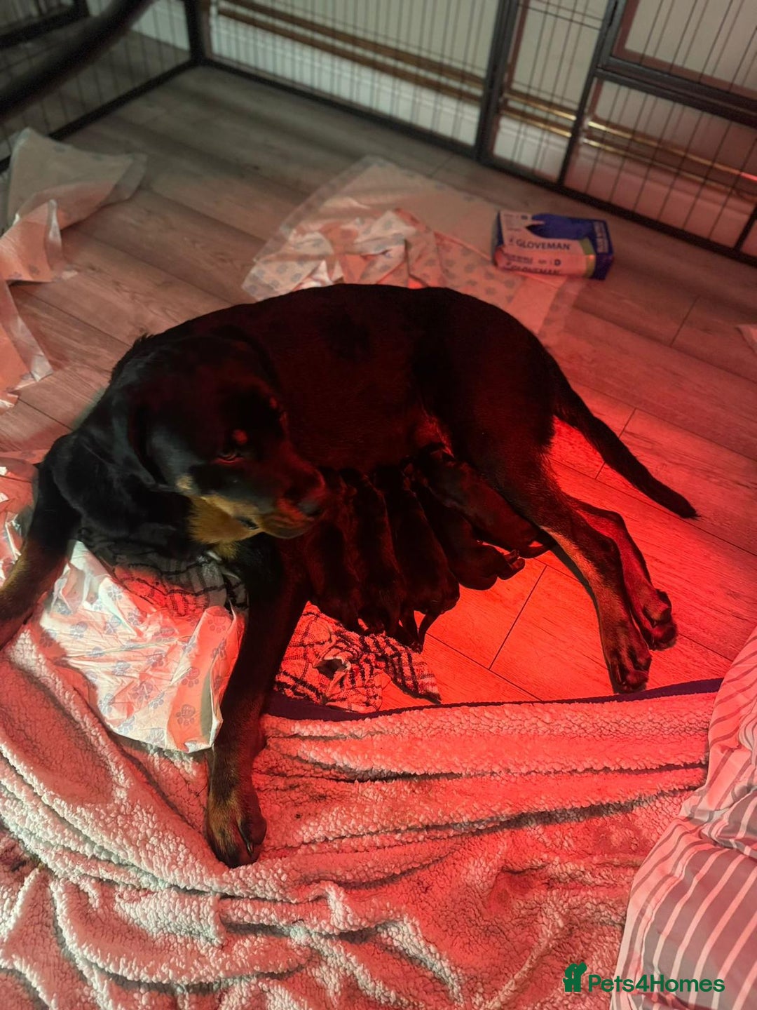 Rottweiler dogs for sale: Chunky Rottweiler pups  - Image 10