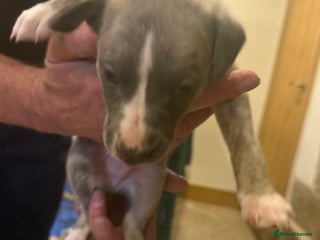 Whippet dogs Stunning show quality whippet pups - Advert 10
