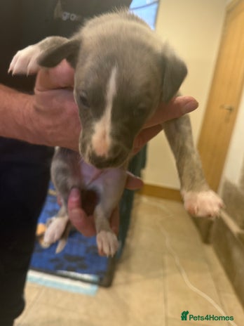 Whippet dogs Stunning show quality whippet pups - Advert 1