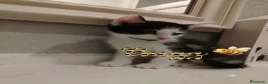 Buzz (boy) 