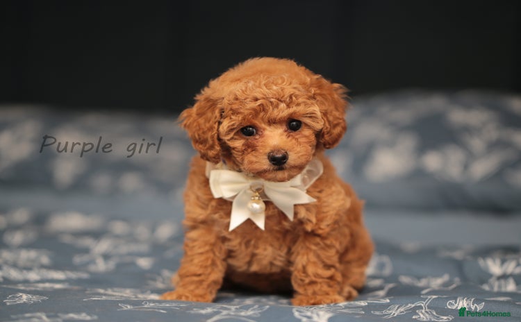 Toy Poodle dogs - Advert 4