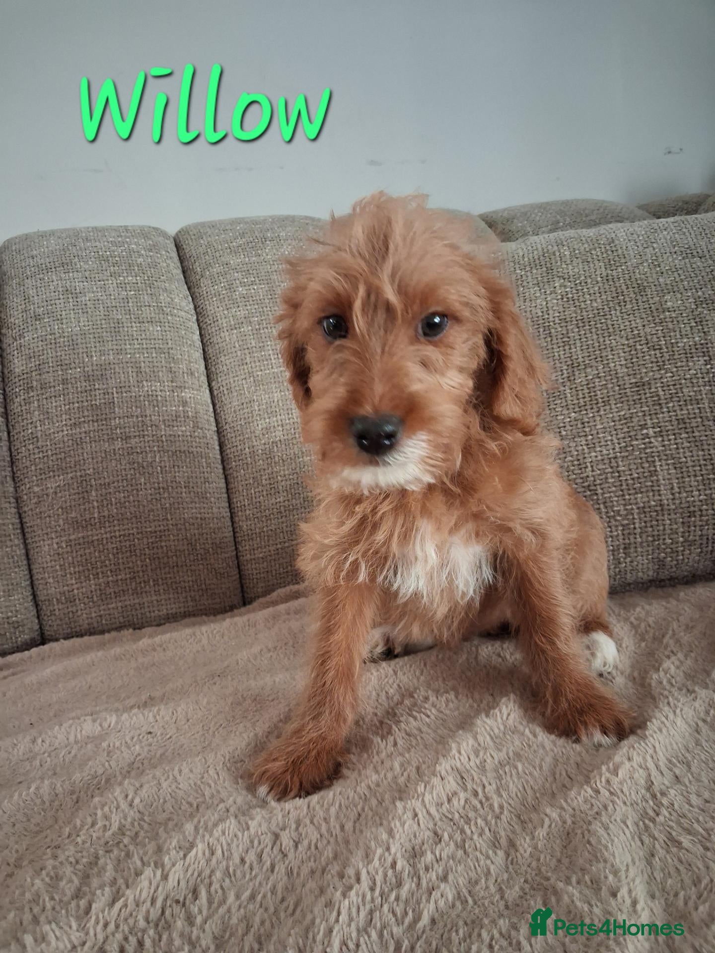 Australian Labradoodle dogs for sale: Miniature Australian labradoodles - Advert 2