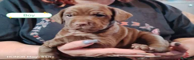 Mixed Breed 4