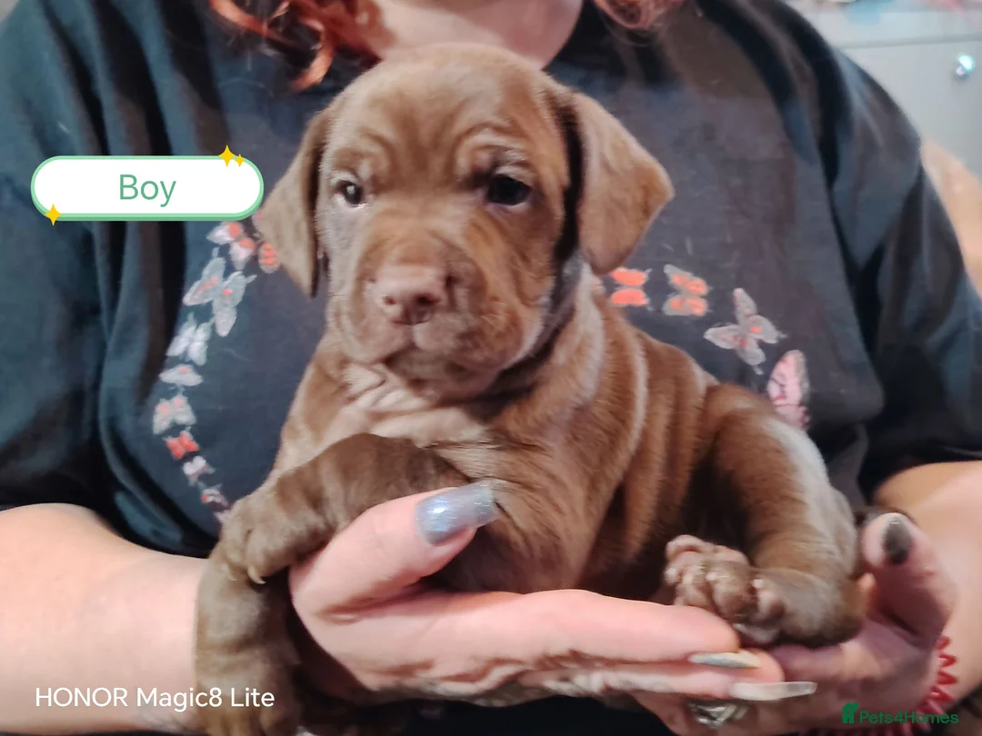 Mixed Breed dogs for sale: 6 Frenchie x Sprocker pups - Advert 1