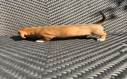 Dachshund dogs for sale: Dachshund Puppies  - Image 6