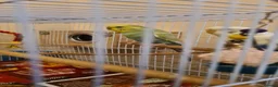 Budgerigars birds for sale: Male Budgerigar for sale in Slough - Advert 2