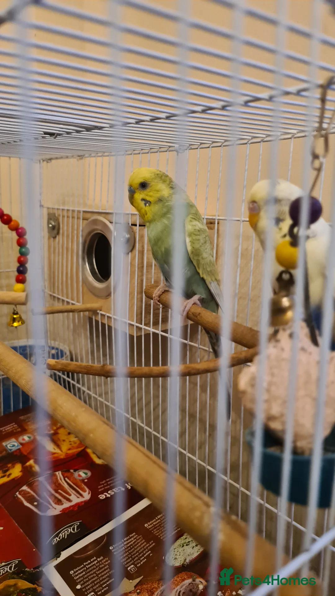Budgerigars birds for sale: Male Budgerigar for sale in Slough - Advert 2