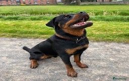 Rottweiler dogs for stud: Onex de Tierra Ibera now available for stud in Newark - Image 39
