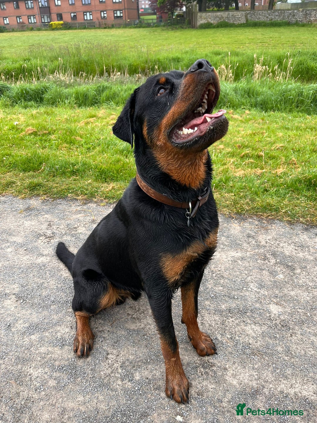 Rottweiler dogs for stud: Onex de Tierra Ibera now available for stud in Newark - Image 39