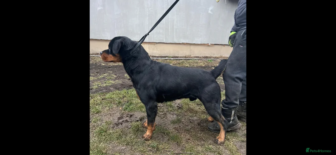 Rottweiler dogs for sale: Rottweiler German blood - Advert 1