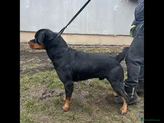 Rottweiler dogs Rottweiler German blood - Advert 6