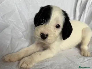 Cockapoo dogs Beautiful Cockapoo Puppies – Boys & Girls - Advert 9