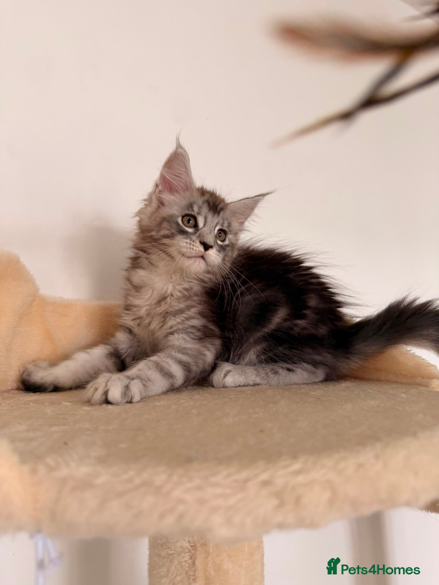 Maine Coon cats MaineCoon World Champion Bloodlines/London  - Advert 2