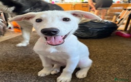 Mixed Breed dogs for sale: Huskador puppies (last little girl) in Shipley - Image 2