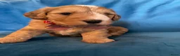 Cockapoo dogs for sale: Exceptional Cockapoo Puppies 🐶💕 - Advert 16