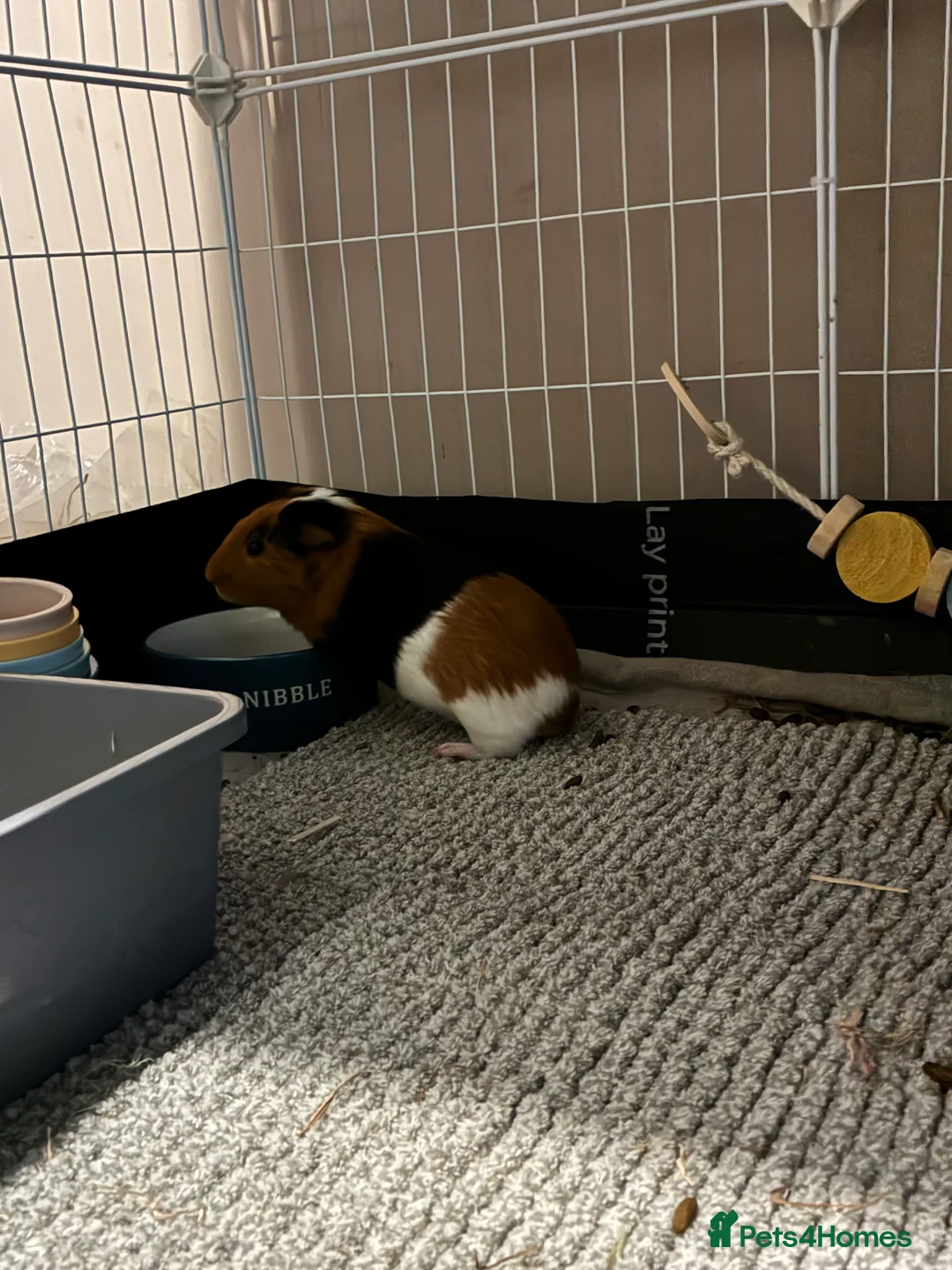 Guinea Pig rodents for sale: 2 female guinea pigs  - Advert 2